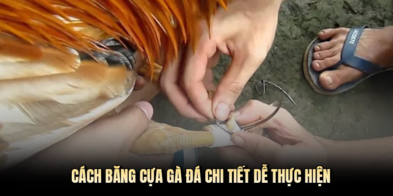 Cách băng cựa gà đá chi tiết dễ thực hiện