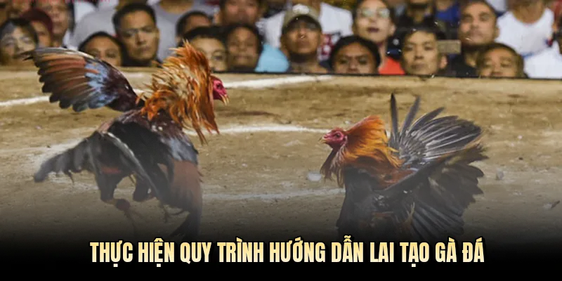 Thực hiện quy trình hướng dẫn lai tạo gà đá