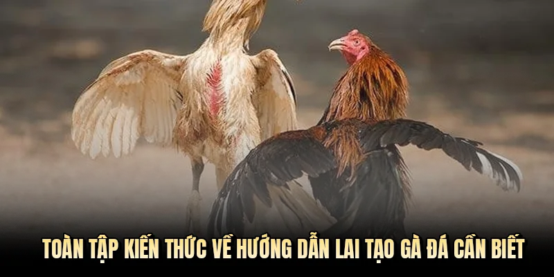 Toàn tập kiến thức về hướng dẫn lai tạo gà đá cần biết